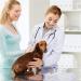 Luxianys 20-Part Dog Breeding Kit - Artificial Insemination & Fertilization Tools for Pets | Disposable Insemination Accessories - Buy Online on GoSupps.com