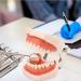 28/32 Teeth Model Dental Care Model Denture Teaching Model Teeth Model Mouth Model Speech Therapy Tooth Model for Dental Student Practice Teeth with A Small Screwdriver - Buy Online on GoSupps.com