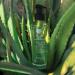 Gel l'aloe vera 150 ml - Buy Online on GoSupps.com
