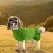 Luxury Doll Collar Dog Dresses & Sweaters | Winter Coats for Cats & Dogs - XXL Green - Buy Online on GoSupps.com