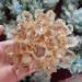 Home Decoration 400-800g New Find Natural Beatiful Yellow Tibetan Quartz Crystal Cluster Specimen Stones ERTEYIN (Size : 500-600g)