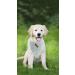 Lionet Paws Dog Bandana | Triangular Headscarf for Small Medium & Large Dogs | Stylish & Comfortable (Pack of 1) - Buy Online on GoSupps.com