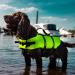 Nobby Dog Swimming Aid - Neon Yellow Size L (40 cm) - Perfect for Dogs Up to 35 kg - Buy Online on GoSupps.com