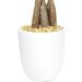 Costa Farms Money Tree Pachira in Premium Ceramic Planter - 16 Tall - Gift Medium Money Tree Planter - Buy Online on GoSupps.com