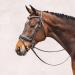 Schockem hle Malibu Anatomic Snaffle Bridle Black for Thoroughbreds - Premium Quality Equestrian Gear Worldwide Shipping - Buy Online on GoSupps.com