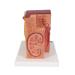 3B Scientific K13 Microanatomy Kidney Model 7.5-Inch Lengthx9.3-Inch Widthx10-Inch Height - Buy Online on GoSupps.com