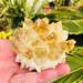 Natural Crystal Rough Rough Natural Citrine Quartz Stone Point Crystal Reiki Cluster 250G-650G 1pc (Size : 550G-650G) - Buy Online on GoSupps.com