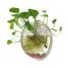 Sweetsea Hanging Wall Mounted Fish Bowl Betta Tank Aquarium Wall Decor Plant Fish Bubble - Clear (Medium) 0.5 Gallon