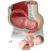 Female Pelvic Pattern with Nine-Month fetal Model. Suitable - Buy Online on GoSupps.com