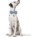 Buy Lionet Paw's Silk Blue Dog Collar with Removable Fly - Comfortable Large Dog Collar (Neck 40-60cm) - International Shipping Available - Buy Online on GoSupps.com