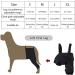VEraiz Black Dog Knee Support Pet Knee Injury Postoperative Recovery Aids Pet Brace Heals and Prevent Injuries for Loss of Stability from Arthritis (Back Left S) Back Left S - Buy Online on GoSupps.com