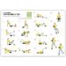 Pinofit Fascia Roll Pro - Ergonomic Foam Back Massager | Self-Massage Tool with Practice Poster | 42cm x 15cm - International Shipping - Buy Online on GoSupps.com