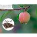 William Craft Apple Sticks 500g Pet Chew Toys for Chinchilla Guinea Pigs Rabbits - 1.10 lb (Pack of 1) - Buy Online on GoSupps.com