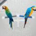 Bird Bathing Perch Stand for Parrot Training | PVC Platform with Suction Cup for Macaw, Cockatoo, African Greys, Budgies, Parakeet, Cockatiel, Conure, Lovebirds - Buy Online on GoSupps.com