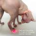 360 Degree Red Light Projection Cat Laser Collar with Adjustable Angle Automatic Standby for 4 Hours Low Noise Operation USB Charging Interactive Electric - Buy Online on GoSupps.com