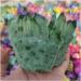 Twinkling Green Ghost Quartz Crystal Cluster Specimen HOMEZHOU - Buy Online on GoSupps.com