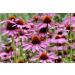 Hua Xian Zi Echinacea Purple Flower Seeds - 2000 Coneflower Seeds for International Shipping - Buy Online on GoSupps.com
