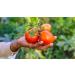 Mitilinia Gi | Handmade Greek Tomato Sauce with Ouzo (Raki) and Extra Virgin Olive Oil | 2 x 480g | Preservative Free - Gluten Free & Vegan. - Buy Online on GoSupps.com