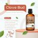 Natural Riches Pure Clove Essential Oil 4 Fl Oz - Therapeutic Grade for Tooth Ache & Muscle Relief - Teeth, Gums, Skin, and Hair Care - Buy Online on GoSupps.com