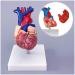 Educational Model Human Anatomical Heart Model Human Organ Anatomical Model Heart Model Detachable 2 Parts Science Anatomy Heart Model Medical Models - Buy Online on GoSupps.com