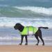 Buy Cit toile Dog Life Jacket - Small Reflective Strong Buoyancy & Breathable for Water Sports - Green L - Buy Online on GoSupps.com