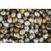 7 Farms Pickled Quail Egg Variety Pack - Mild Cajun and Jalapeno Flavors - High Protein Snack, Perfect for Any Dish or Diet - Buy Online on GoSupps.com