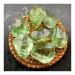 Natural Crystal Rough Natural Crystal Rough Natural Green Fluorite Quartz Crystal Rock Tumble Stones for Fish Tank Aquarium Garden Decoration (Size : 60-70G)