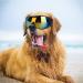 UV Protection Goggles Sunglasses for Medium and Large Dogs Eyes Accessories (Blue)