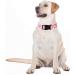 Unique Style Paws Rosa G nsebl mchen Hundehalsband & Leine - Sch ne Daisy Designs f r Kleine Mittlere & Gro e Hunde - Buy Online on GoSupps.com
