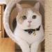 Necoichi Kimono Bow Tie Cat Collar in Black - Stylish and Adjustable - Buy Online on GoSupps.com
