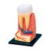 Liusu teeth dental demonstration model toothing model anatomical medicine 4d vision human tooth anatomy puzzle model 23 parts detachment for medical Education training AID