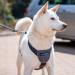 CarSafe Dog Travel Harness by Halti - Ensuring Safe and Legal Travels with Your Pet - Ideal for Toy to Large Dogs - Buy Online on GoSupps.com