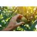 Common Walnut Leaf Tea | Noyer Feuille Tisane | Juglans Regia L | Health Embassy (100g) - Buy Online on GoSupps.com