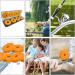 Bavooty Foam Line Winder - 8PC Fishing Cord Coil & Wrapping Board - Premium Fishing Equipment with Foam Covers - International Shipping Available - Buy Online on GoSupps.com