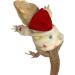 Bearded Dragon Clothes - Cotton Lizard Warm Coat Hoodies Jacket Reptile Clothes for Lizard Bearded Dragon Crested Chameleon Beige - Buy Online on GoSupps.com