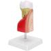 Verdant Touch Tooth Model - Dental Caries Teaching & Training Aid for Patient Education - International Shipping - Buy Online on GoSupps.com