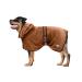 Bella & Balu Dog Bradge Out of Microfiber + Pfot towel - absorbent dog bathrobe for drying after bathing swimming or walking in the rain (M | Blue) Puppy Love L Brown