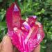 Beautiful red Flame Crystal Cluster Natural Crystal Plating Titanium Coated Crystal Cluster 120-140g - Buy Online on GoSupps.com