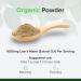 Lion's Mane Powder 100g - High-Dose Pure Hericium Erinaceus Supplement for Brain Health & Concentration - Raw Powders - Buy Online on GoSupps.com