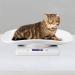 Digital Pet Scale - Accurately Weighs 10kg/1g for Small Pets - Measure Tool for Cats and Dogs - Electronic Kitchen Scale - Buy Online on GoSupps.com
