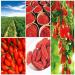 Th Goji Berry Naturel 100g (0.22LB) Goberry Goji Berberry Tisane Th Parfum Th aux Fleurs Th Botanique Th aux Herbes Th Vert Th cru Nourriture verte Th aux Fleurs Th Chinois - Buy Online on GoSupps.com