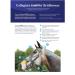 Collegiate ComFiTec Patent Snaffle Bridle - Black Cob | Premium Quality Equestrian Gear for International Shipping - Buy Online on GoSupps.com