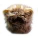 Yunt Pet Costume Lion Mane Wig for Dog Cat Christmas Xmas Santa Halloween Clothes Festival Fancy Dress up with Ears As Shown in Image - Buy Online on GoSupps.com