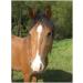 Herbal Mixture Vitality Defense Active Pellets 1000g | Additive-Free Herbal Pellets for Horses | Barbara Seitz - Buy Online on GoSupps.com