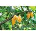Organic Cacao Nibs 8oz - Unsweetened Raw Vegan Sirtfood - Non-GMO Kosher Bulk Cacao Nibs - Buy Online on GoSupps.com