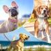 Beirui Soft Padded Leather Dog Collar - Comfortable & Durable for Small Medium & Large Dogs - Pink - High-Quality Alloy Fittings - Adjustable Neck Size 25-33 cm - Buy Online on GoSupps.com