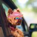 Sebaoyu Dog Hat and Sunglasses Set - Pink#2 Small | Summer Pet Baseball Cap with Visor and Goggles for Small Medium Breed - Buy Online on GoSupps.com