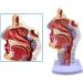 Mouth Nose Throat Pharynx Education Human Body ENT Model Study Model Pathology Nose Throat Model Enlarge The ical Model A+a - Buy Online on GoSupps.com