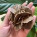 Natural Magic Natural Desert Rose Raw Stone Crystal Home Office Specimen Gift ZJGIDTEM (Size : 210-250g) - Buy Online on GoSupps.com