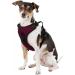 Littlearth NHL Colorado Avalanche Front Clip Pet Harness - X-Small, Team Color - Buy Online on GoSupps.com